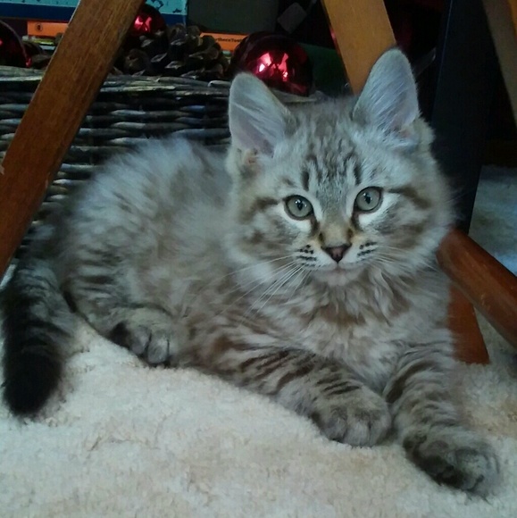 Meet your Posher, Carla - Picture 1 of 1